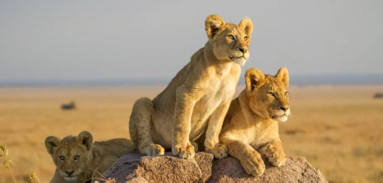 4-Day Tanzania Wildlife Safari