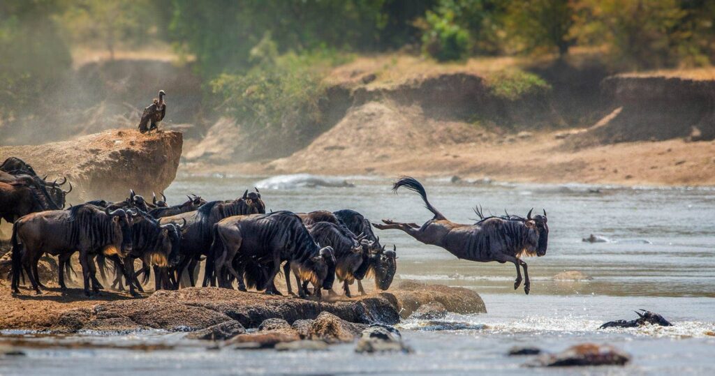 5-Day Great Migration Safari