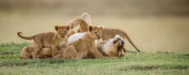 5-Day Family Safari Tanzania