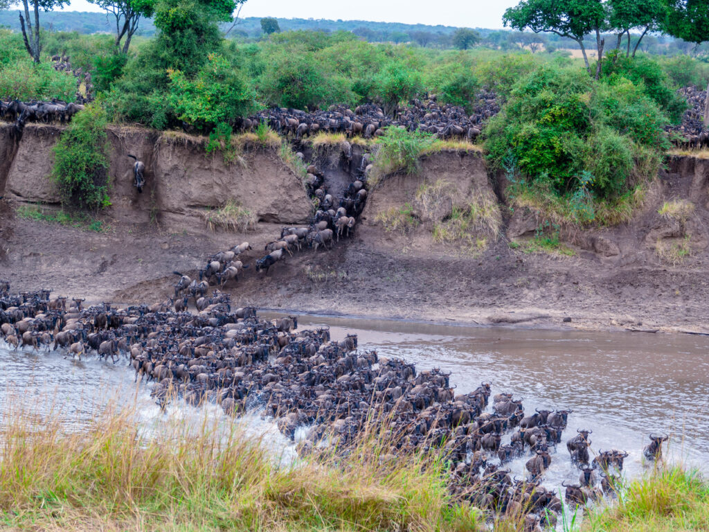 7-Day Serengeti Migration River Crossing Safari