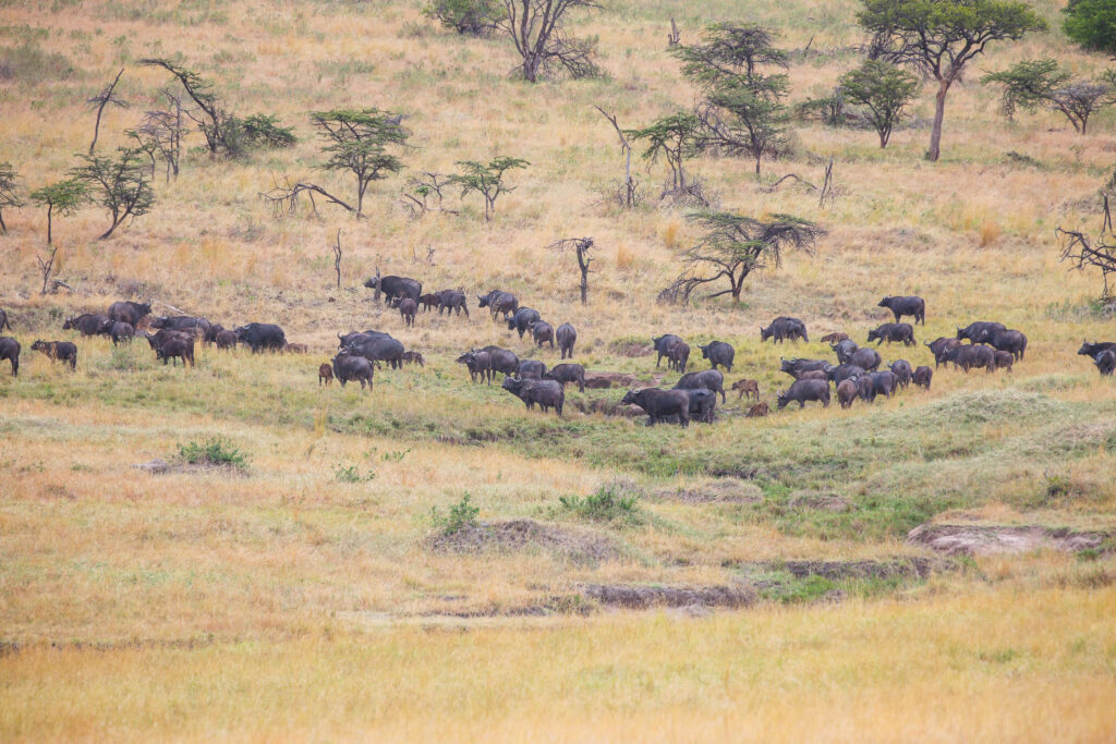 3-Day Serengeti & Ngorongoro Safari.