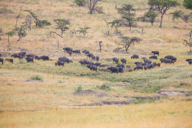 3-Day Serengeti & Ngorongoro Safari.