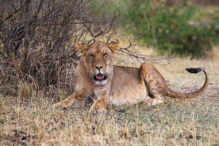 4-Day Big Five Safari Tanzania