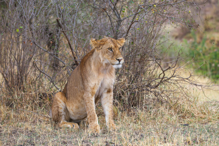3-Day Classic Tanzania Northern Circuit Safari