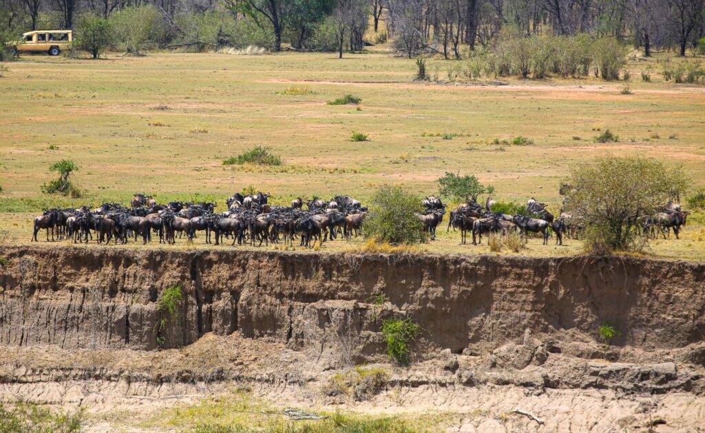 5-Day Great Migration Safari
