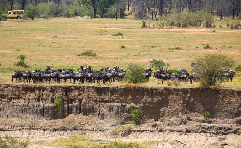 5-Day Great Migration Safari