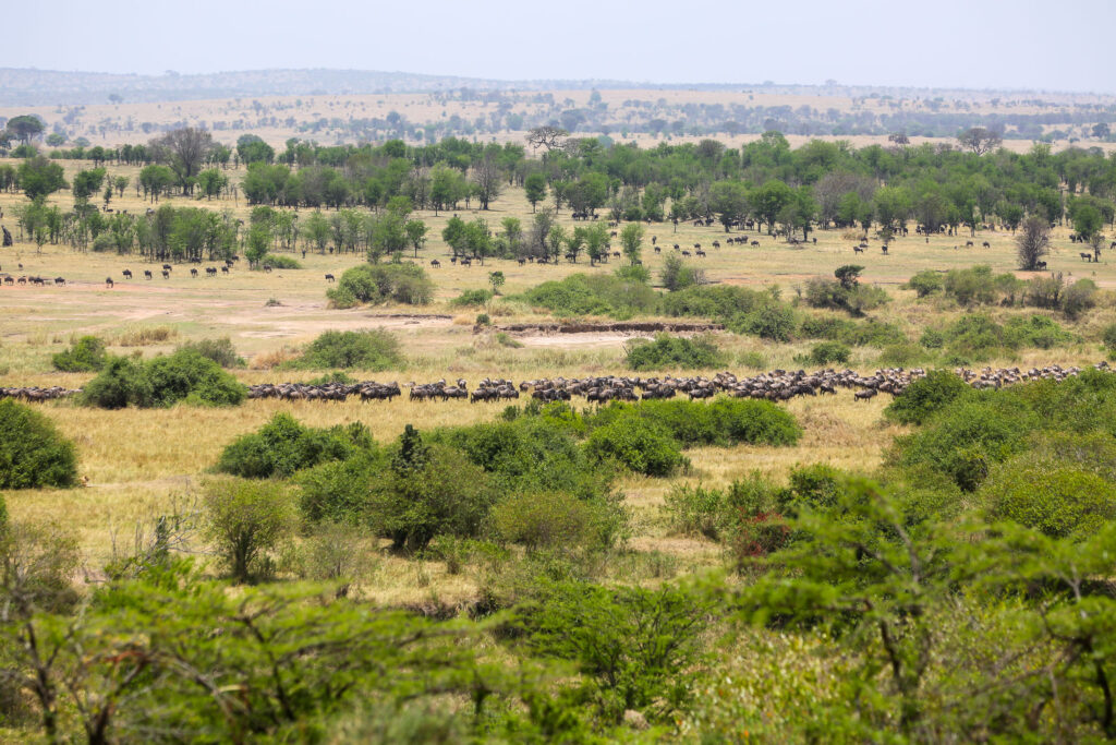 7-Day Luxury Serengeti Safari