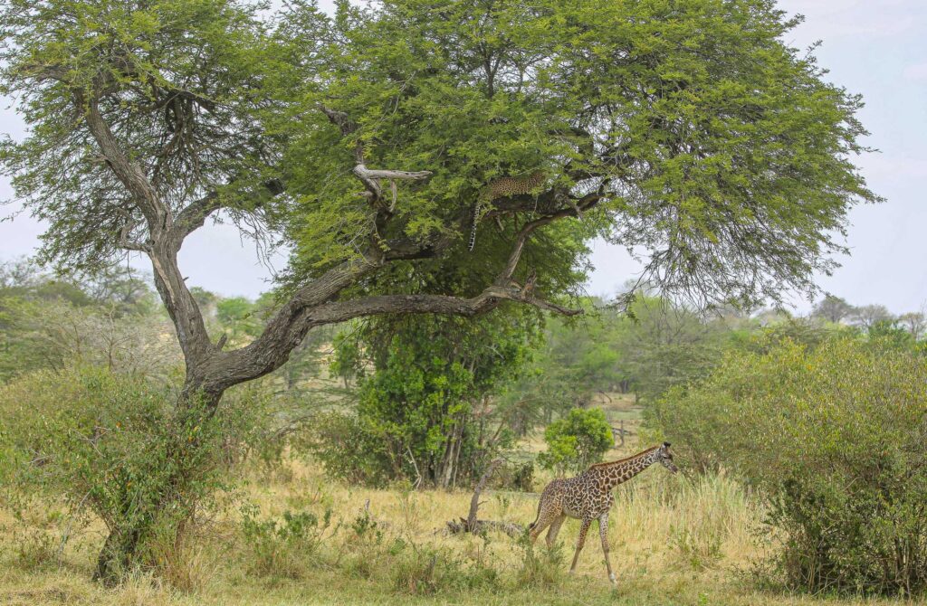 5-Day Tanzania Safari Adventure