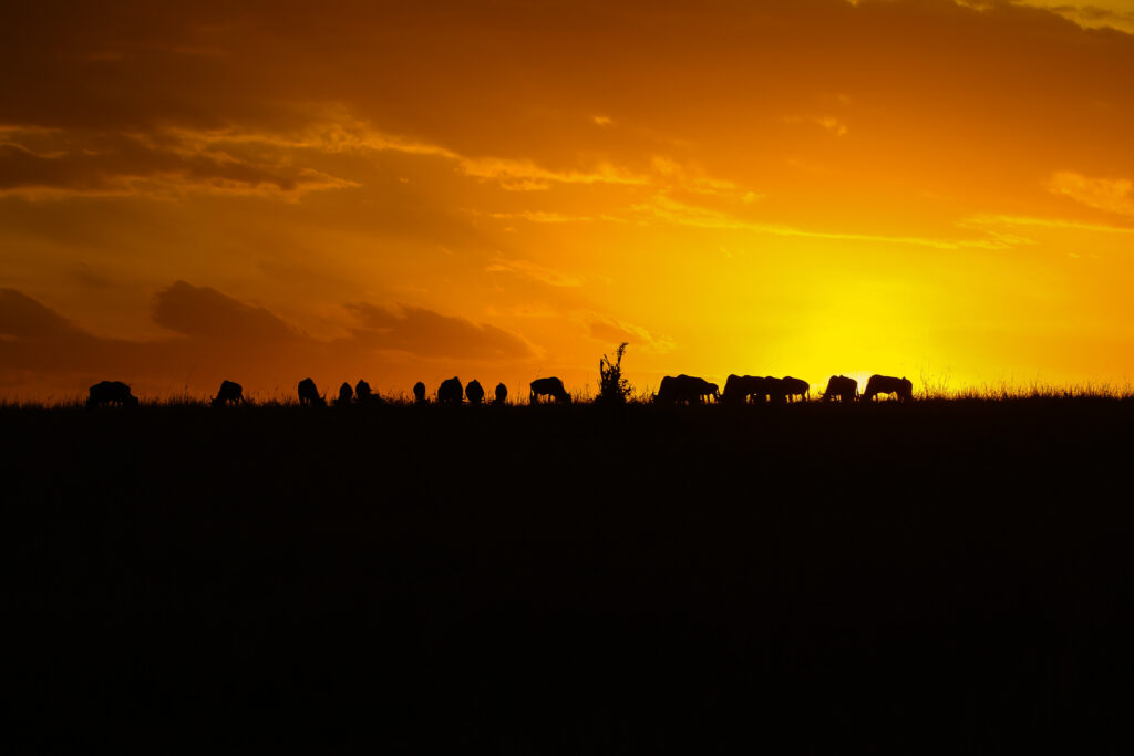 10-Day Luxury Honeymoon Safari & Zanzibar