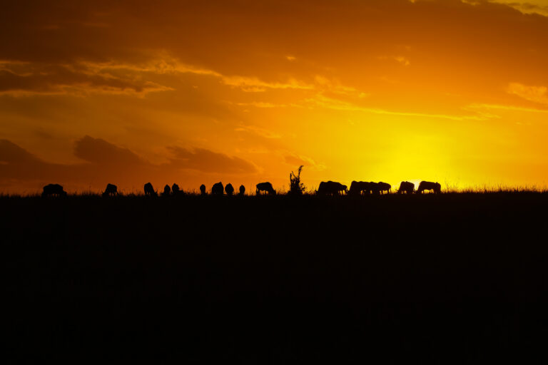 10-Day Luxury Honeymoon Safari & Zanzibar