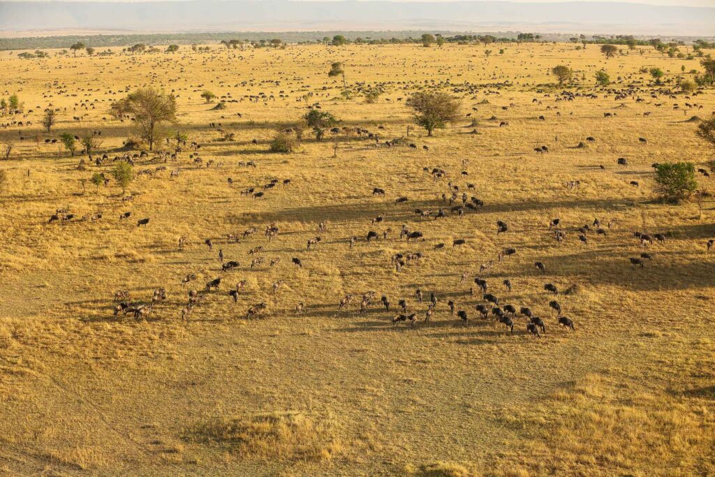 7-Day Ruaha Wildlife Safari