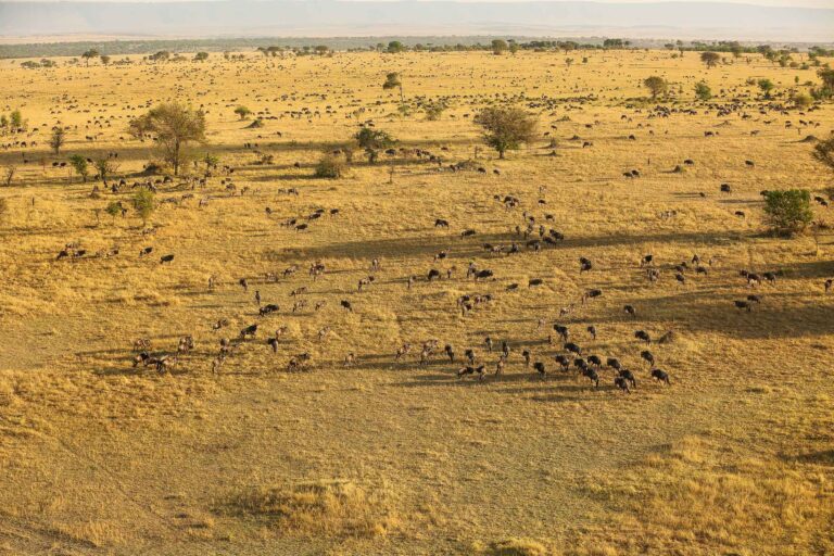 7-Day Ruaha Wildlife Safari