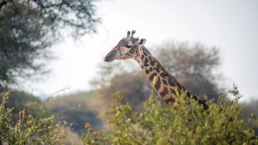 5-Day Nyerere National Park Safari