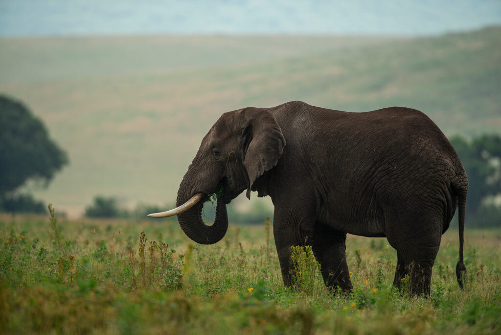 8-Day Southern Tanzania Explorer