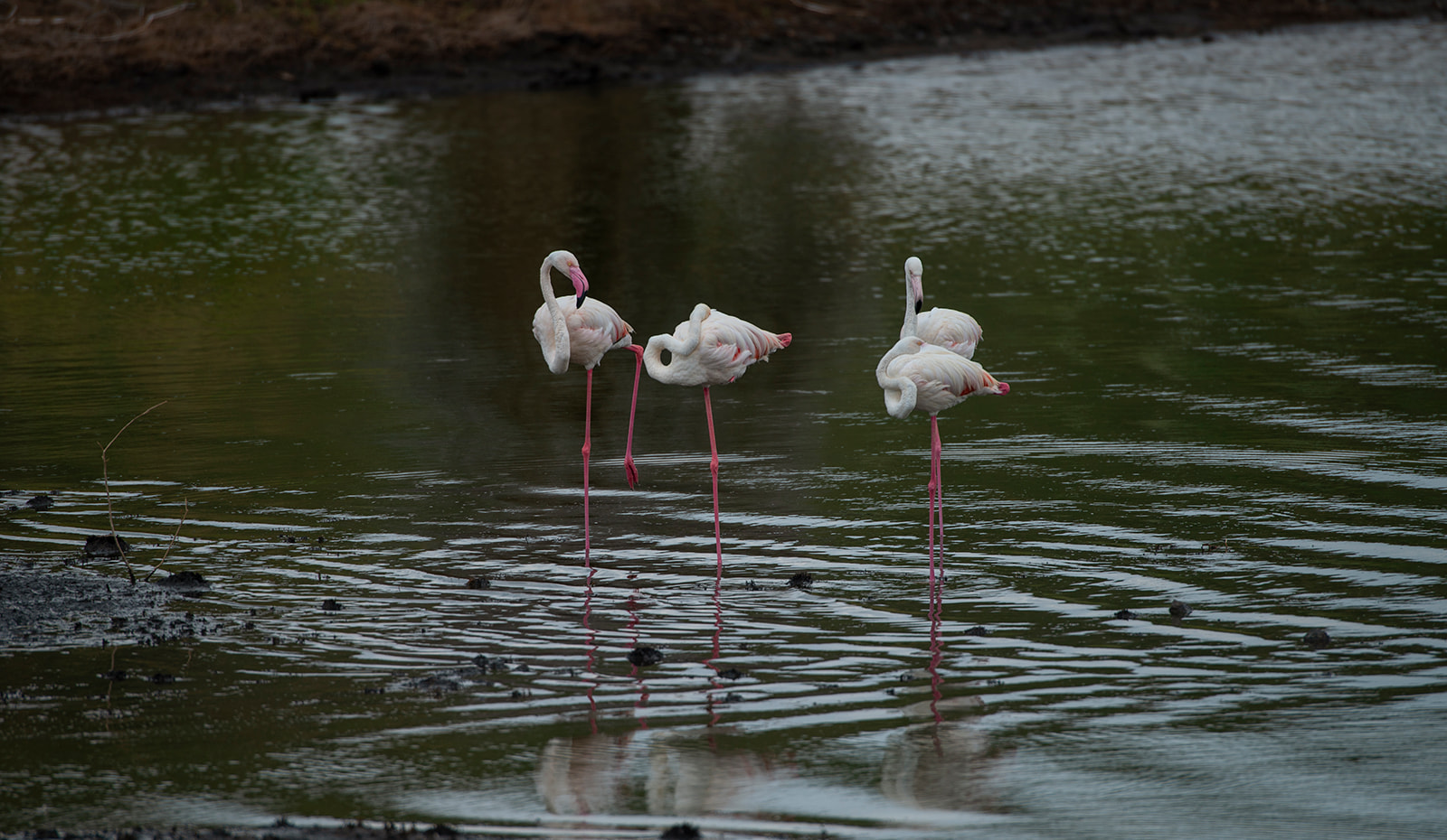 5 Days Northern Safari