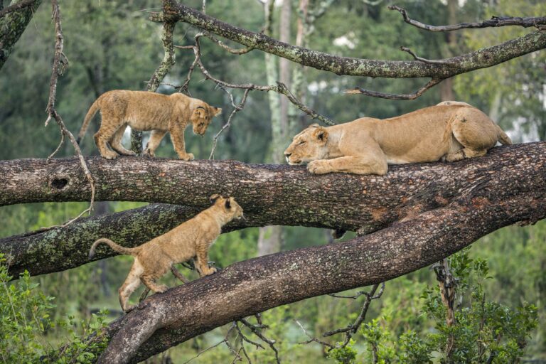 10-Day Luxury Honeymoon Safari & Zanzibar