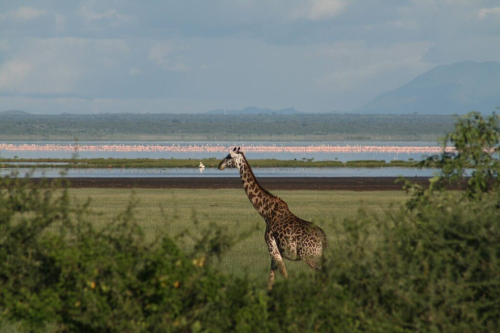 6-Day Northern Circuit Tanzania Safari