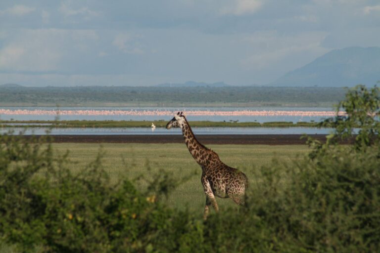 6-Day Northern Circuit Tanzania Safari