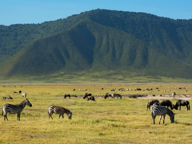 Ngorongoro