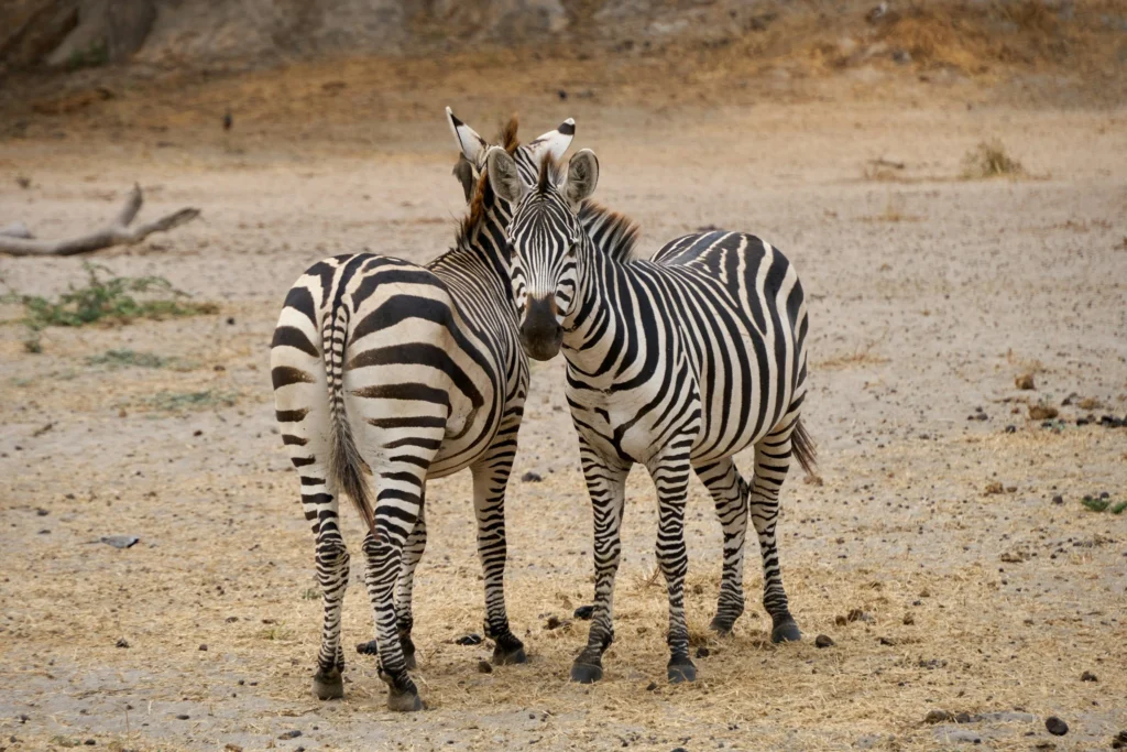 6-Day Northern Circuit Tanzania Safari