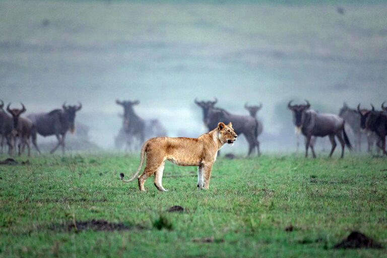 10-Day Great Migration Photography Safari
