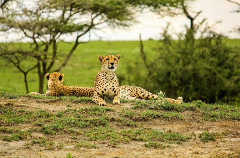 7-Day Tanzania Safari & Kilimanjaro