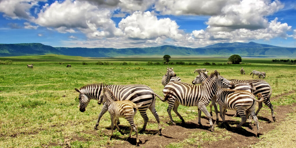 3-Day Classic Tanzania Northern Circuit Safari