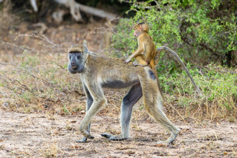 5-Day Nyerere National Park Safari