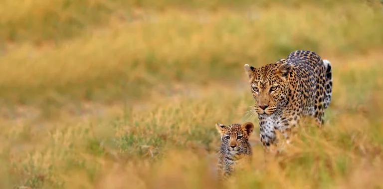 10-Day Ruaha & Nyerere Safari with Zanzibar